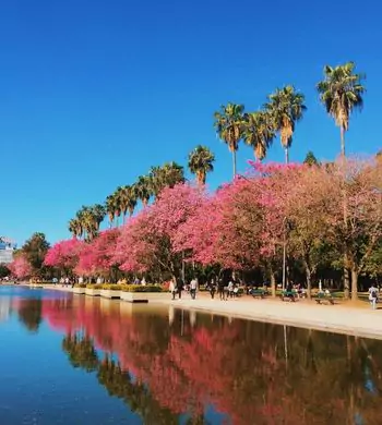 ¡Aprovechá esta oportunidad y viajá a Brasil!